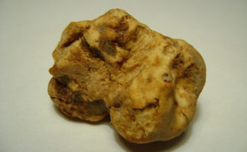 Mostra Nazionale del Tartufo Bianco Pregiato delle Marche 1411 0 Mostra Nazionale del Tartufo Bianco Pregiato delle Marche